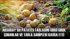 AKSARAY'DA PATATES TARLASINI SÜRÜ GİRDİ, ÇOBANLAR VE TARLA SAHİPLERİ KAVGA ETTİ