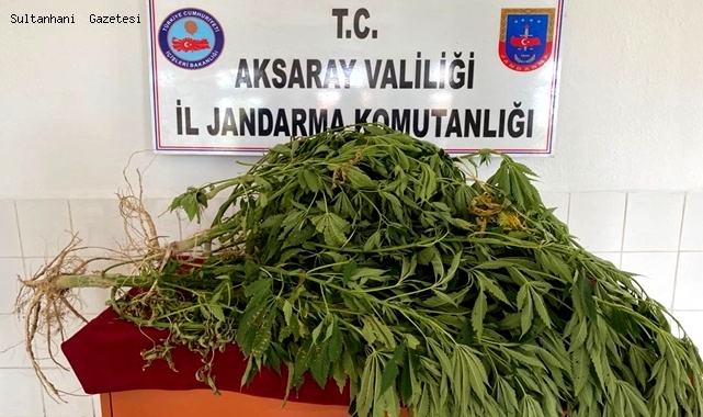 ESKİL İLÇESİNDE EVİNİN BAHÇESİNDE KENEVİR YETİŞTİREN ŞAHIS GÖZALTINA ALINDI