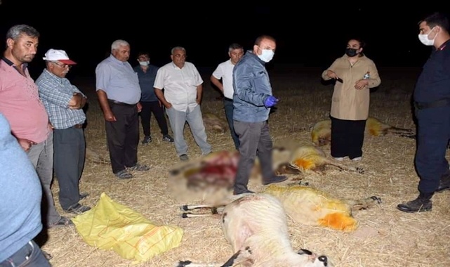 ESKİL İLÇESİNDE İLAÇLI SU İÇTİĞİ TAHMİN EDİLEN 164 KÜÇÜKBAŞ HAYVAN TELEF OLDU