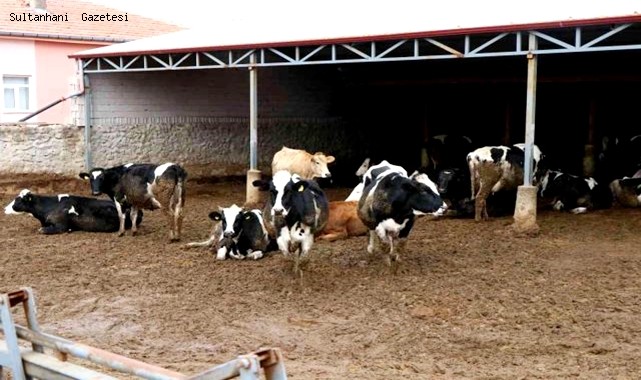 HAYVANCILIKTA 22 MİLYON LİRALIK 257 PROJEYLE AKSARAY TÜRKİYE 2'İNCİSİ