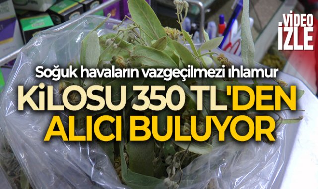 Ihlamurun kilosu 350 TL'den alıcı buluyor