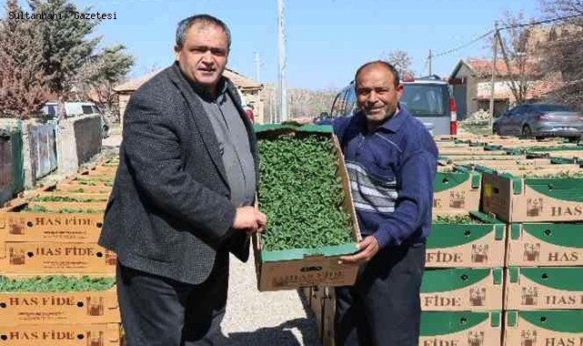 AKSARAY'DA ÜRETİCİLERE 1 MİLYON FİDE DAĞITILDI