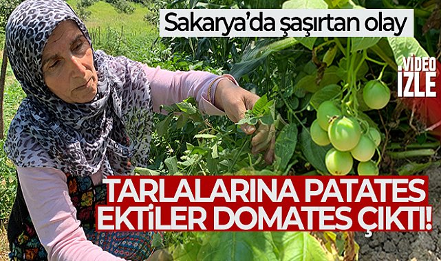 Şaşırtan olay: Tarlalarına patates ektiler, domates çıktı