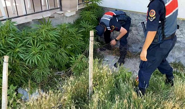 AKSARAY'DA 2 KÖYDE UYUŞTURUCU OPERASYONU: 1'İ KADIN 2 GÖZALTI