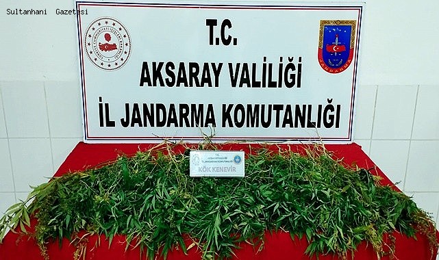ESKİL İLÇESİNDE 483 KÖK KENEVİR BİTKİSİ ELE GEÇİRİLDİ