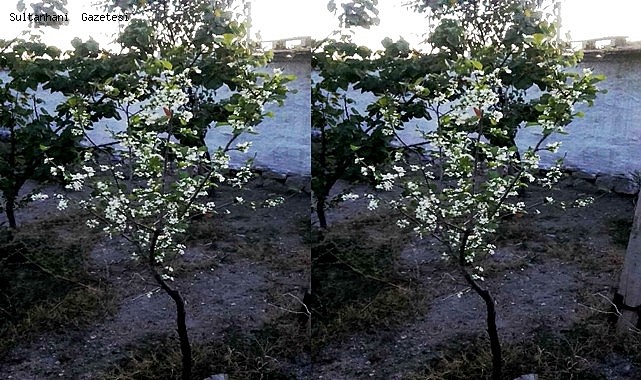 SULTANHANI İLÇESİNDE ERİK AĞACI EKİM AYINDA ÇİÇEK AÇTI