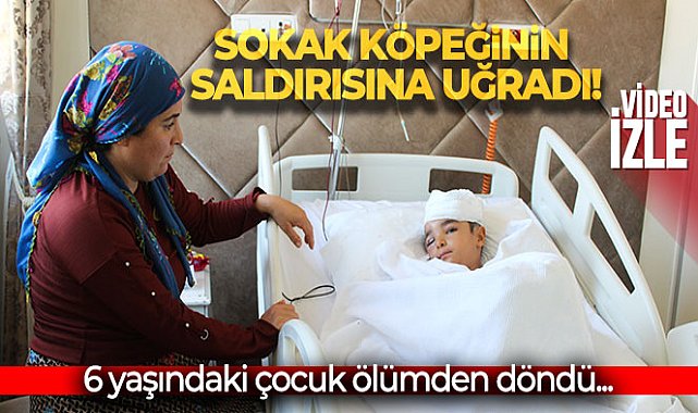 Sokak köpeğinin saldırısına uğrayan 6 yaşındaki çocuk ölümden döndü