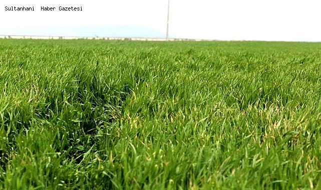 OVADA REKOLTE İÇİN ÇİFTÇİNİN GÖZÜ MAYIS YAĞIŞLARINDA