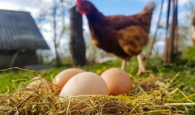 2 milyara yakın yumurta üretildi