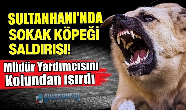 SULTANHANI'NDA SOKAK KÖPEĞİ ÖĞRETMENİ YARALADI