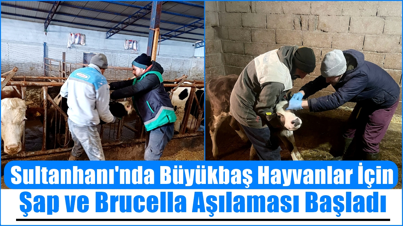 Sultanhanı'nda Büyükbaş Hayvanlar İçin Şap ve Brucella Aşılaması Başladı
