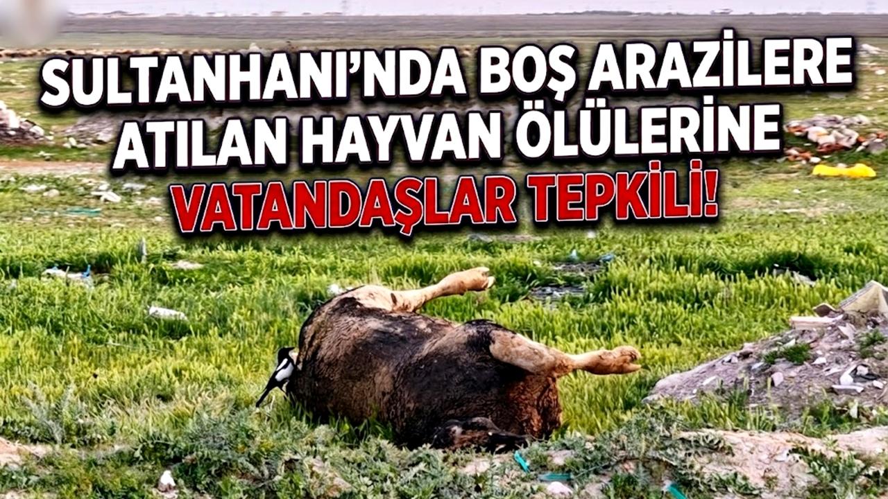 Sultanhanı’nda Boş Arazilere Atılan Hayvan Ölülerine Vatandaşlar tepkili!