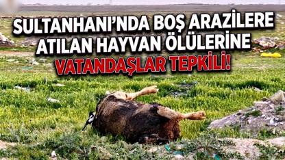 Sultanhanı’nda Boş Arazilere Atılan Hayvan Ölülerine Vatandaşlar tepkili!